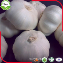 Fresh Normal White and Pure White Garlic